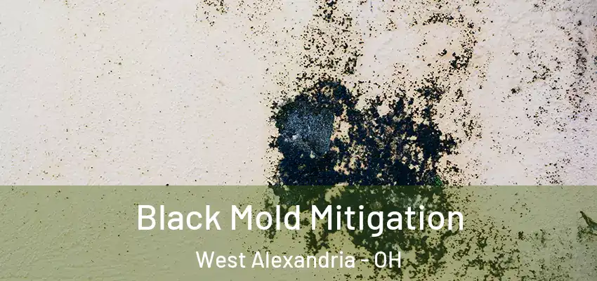 Black Mold Mitigation West Alexandria - OH