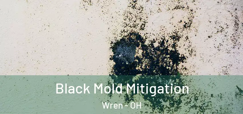  Black Mold Mitigation Wren - OH