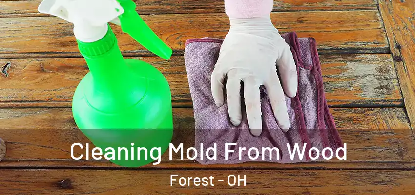  Cleaning Mold From Wood Forest - OH