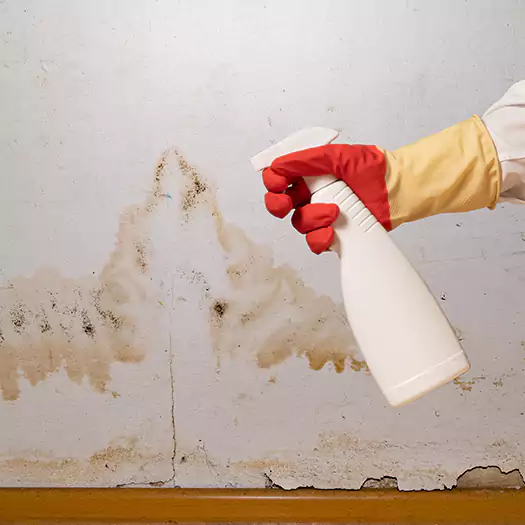 Trusted Black Mold Mitigation Specialists in Germantown, OH