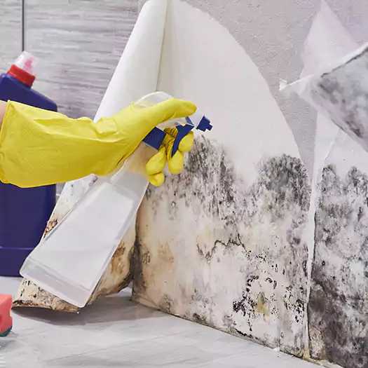 Reliable Mold Abatement Specialists in Germantown, OH