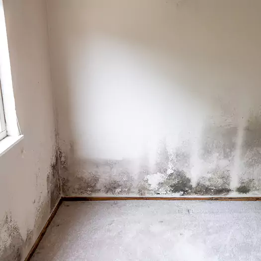 Trusted Mold Cleanup Specialists in Germantown, OH