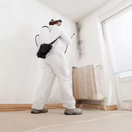 Trusted Mold Damage Experts in Germantown, OH
