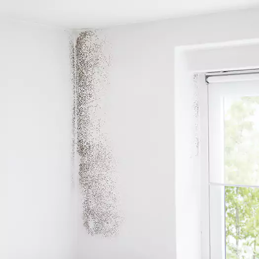 Trusted Mold Eradication Professionals Serving in Germantown, OH