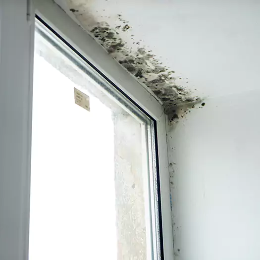 Trusted Mold on Bathroom Ceiling Experts in Germantown, OH
