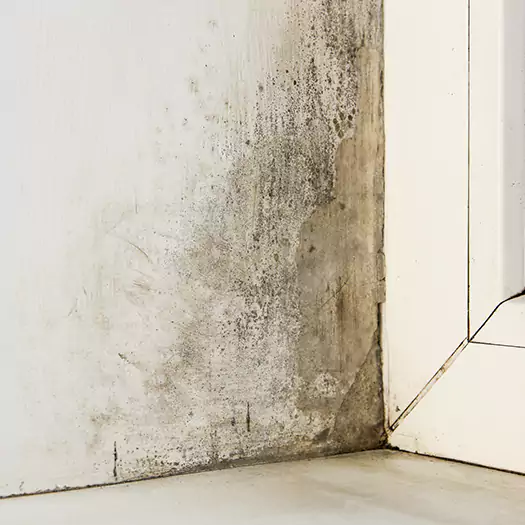 Skilled Mold on Drywall Experts in Germantown, OH