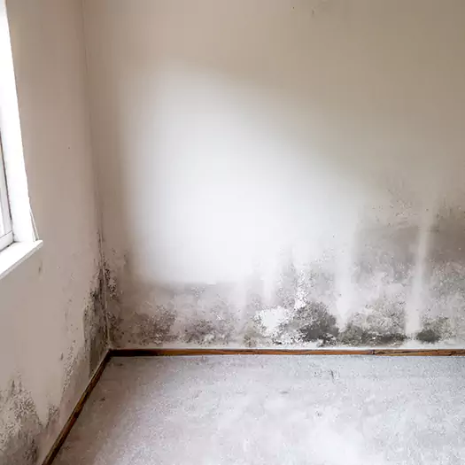 Trusted Mold on the Wall Experts in Germantown, OH
