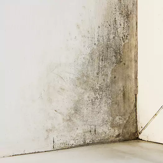 #1 Mold Remediation and Removal Experts in Germantown, OH