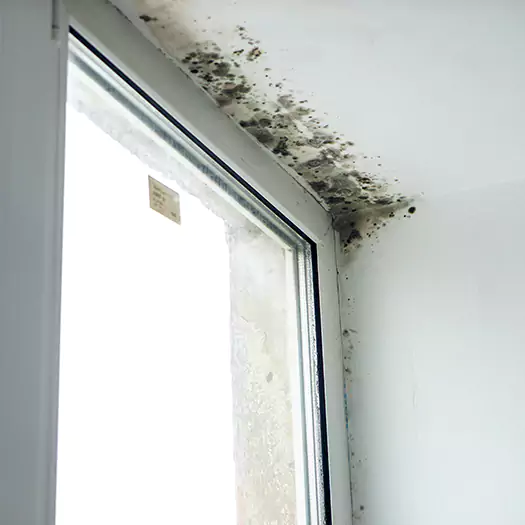 Reliable Mold Treatment Specialists in Germantown, OH