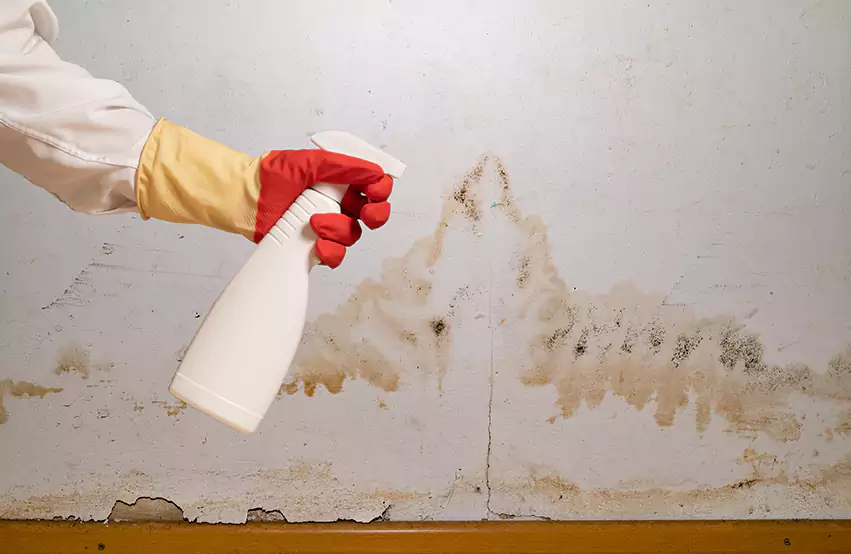 Prevent Future Mold in Germantown, OH