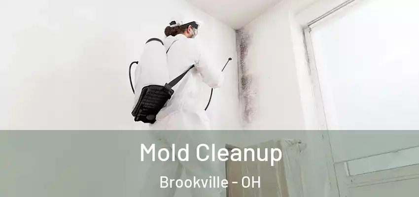  Mold Cleanup Brookville - OH