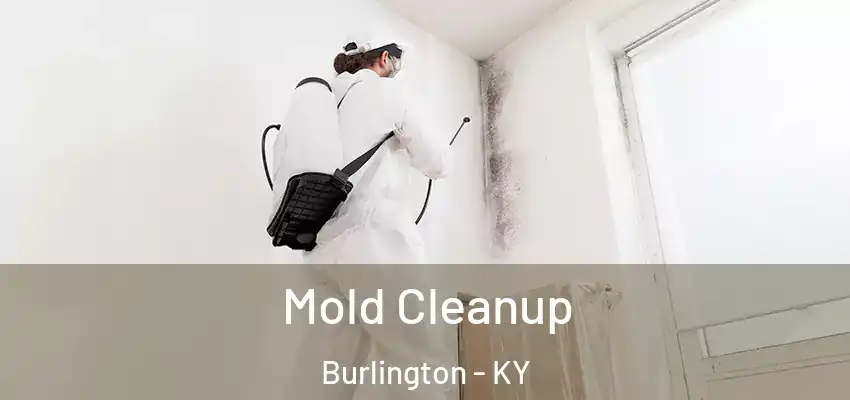  Mold Cleanup Burlington - KY
