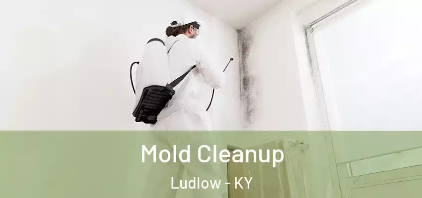  Mold Cleanup Ludlow - KY