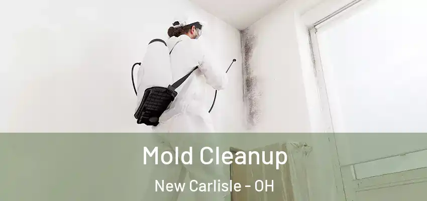 Mold Cleanup New Carlisle - OH