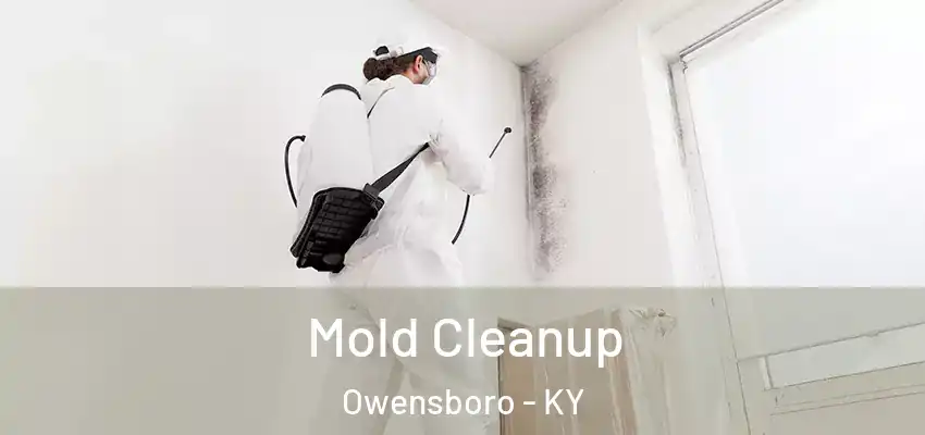 Mold Cleanup Owensboro - KY