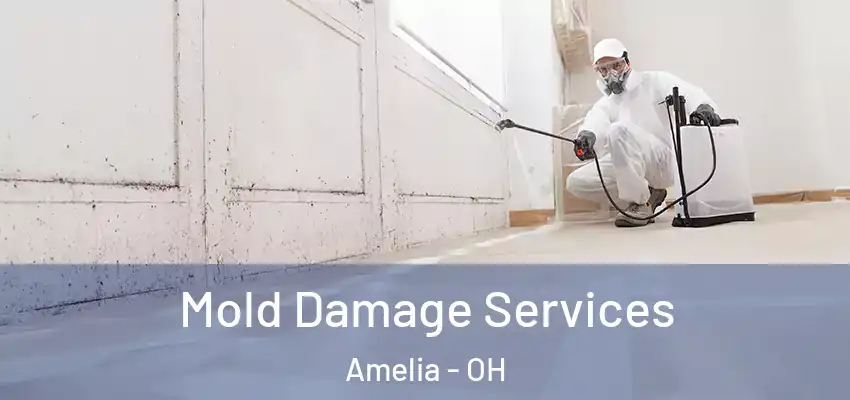  Mold Damage Services Amelia - OH