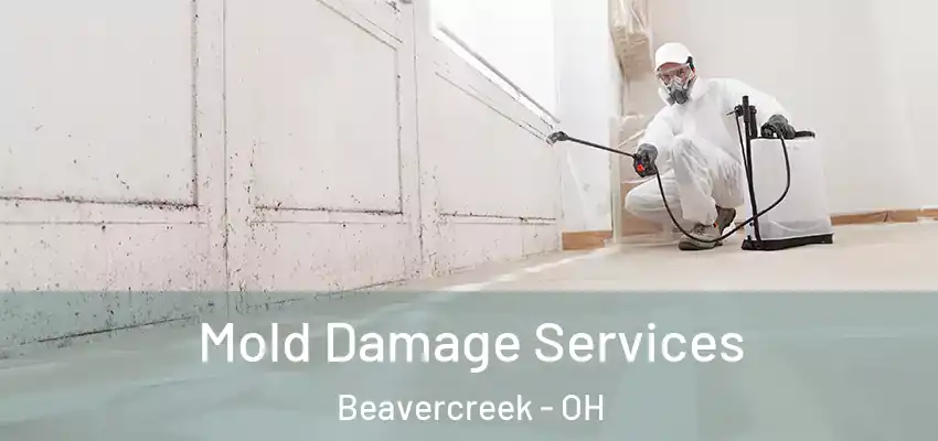  Mold Damage Services Beavercreek - OH
