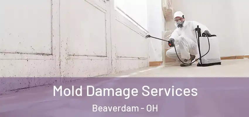  Mold Damage Services Beaverdam - OH