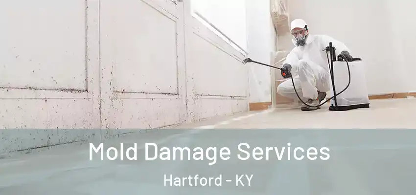  Mold Damage Services Hartford - KY