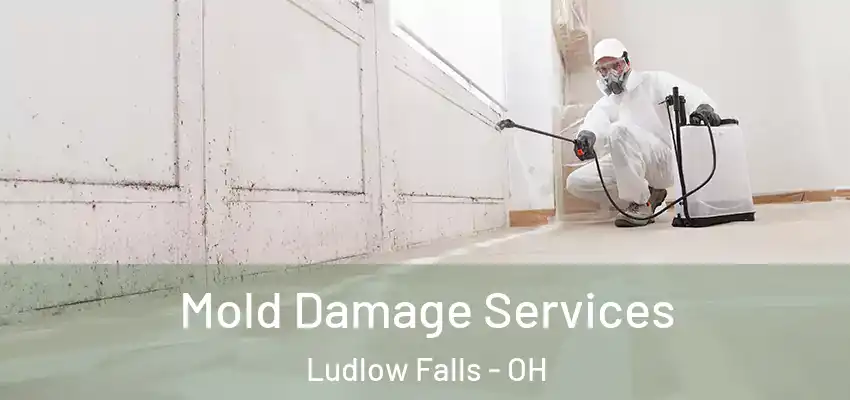  Mold Damage Services Ludlow Falls - OH