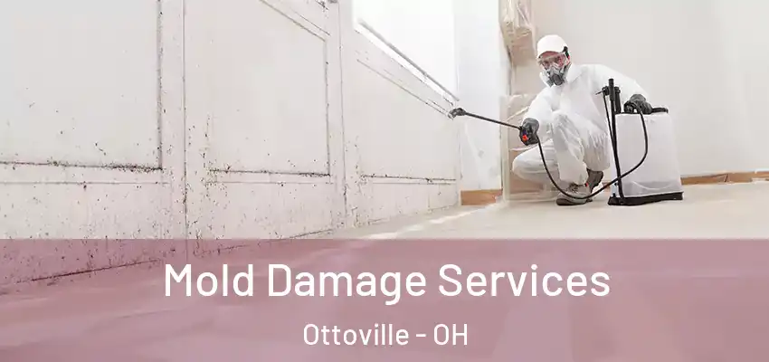  Mold Damage Services Ottoville - OH