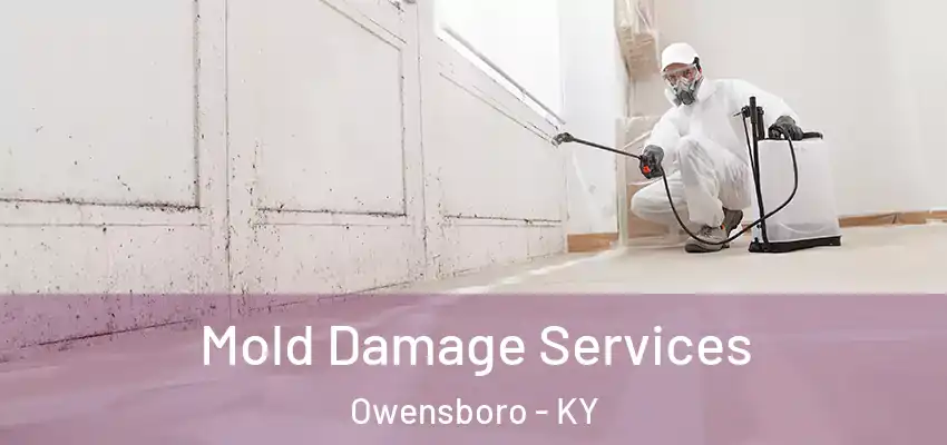  Mold Damage Services Owensboro - KY