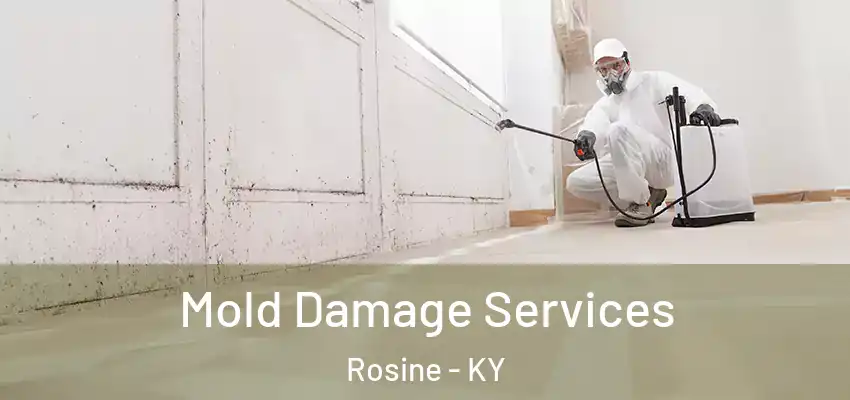  Mold Damage Services Rosine - KY