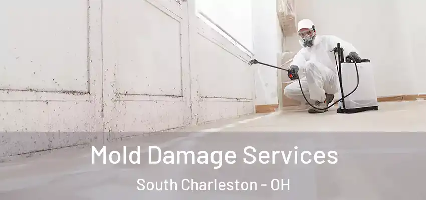Mold Damage Services South Charleston - OH