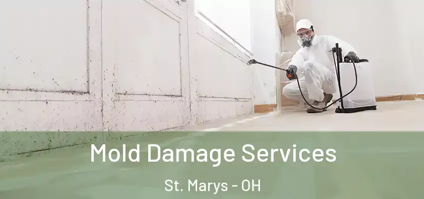  Mold Damage Services St. Marys - OH