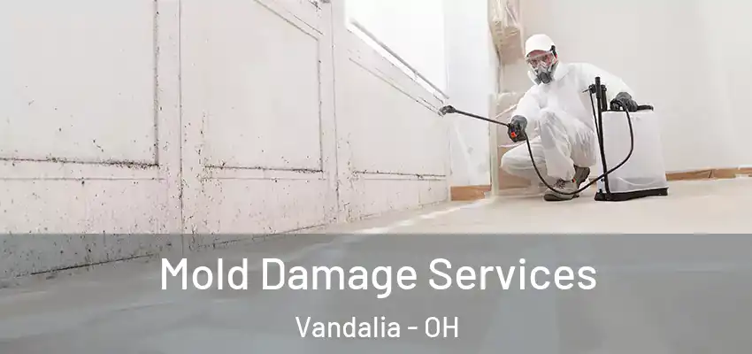  Mold Damage Services Vandalia - OH