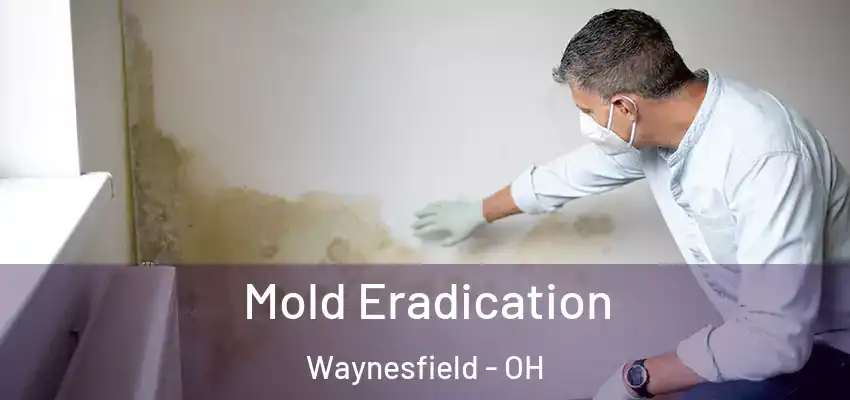  Mold Eradication Waynesfield - OH