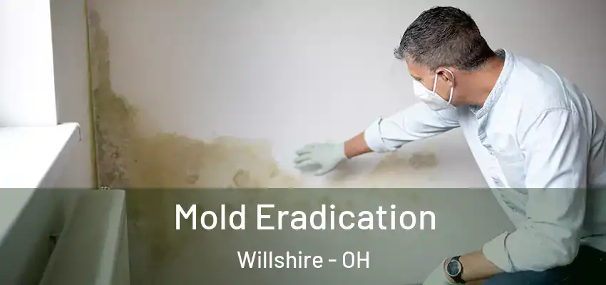Mold Eradication Willshire - OH