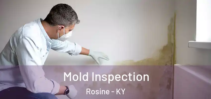  Mold Inspection Rosine - KY