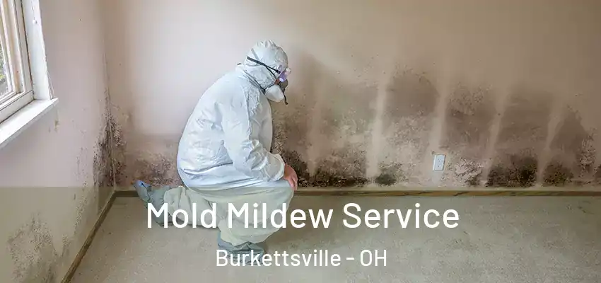  Mold Mildew Service Burkettsville - OH