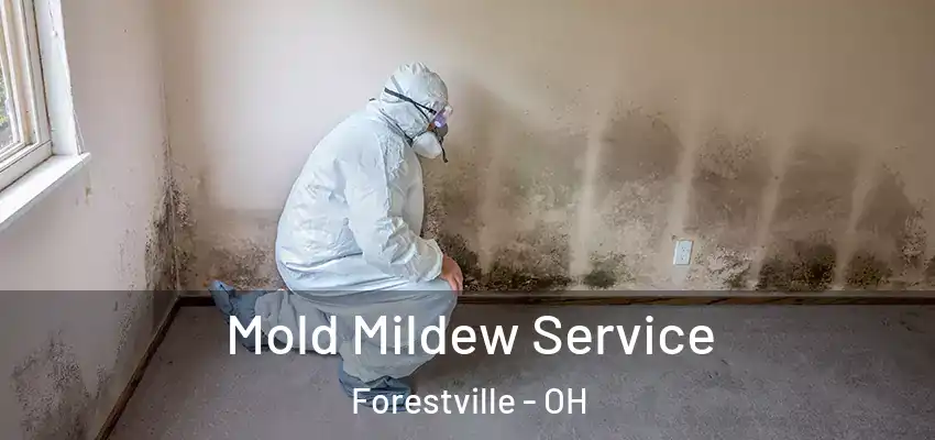  Mold Mildew Service Forestville - OH