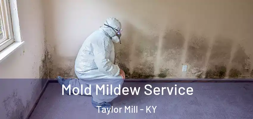  Mold Mildew Service Taylor Mill - KY