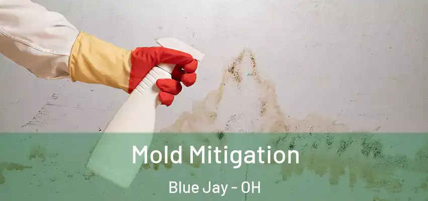  Mold Mitigation Blue Jay - OH