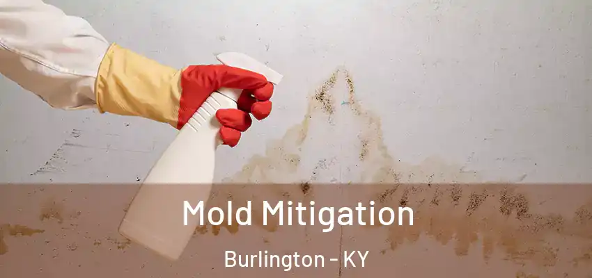  Mold Mitigation Burlington - KY
