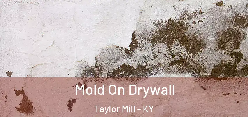  Mold On Drywall Taylor Mill - KY