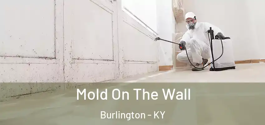  Mold On The Wall Burlington - KY