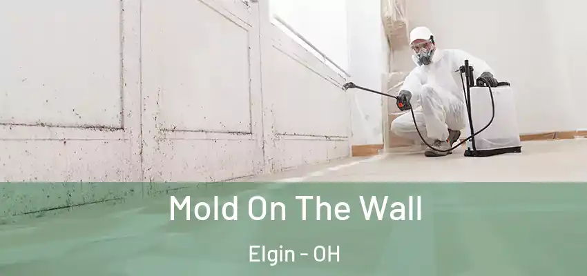  Mold On The Wall Elgin - OH