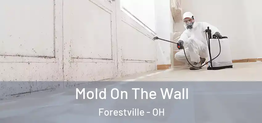  Mold On The Wall Forestville - OH