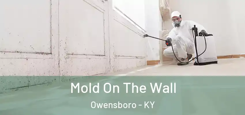  Mold On The Wall Owensboro - KY