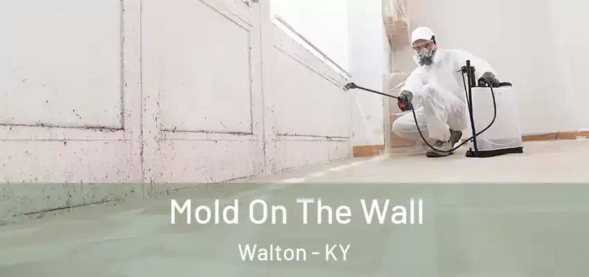 Mold On The Wall Walton - KY