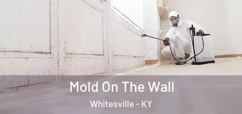  Mold On The Wall Whitesville - KY