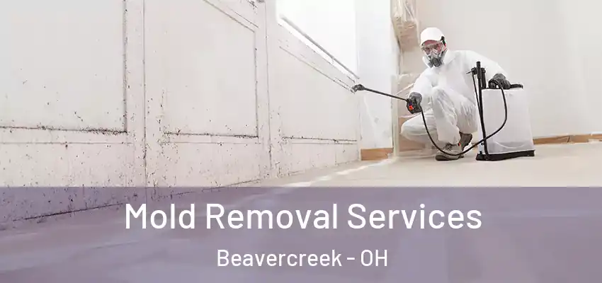  Mold Removal Services Beavercreek - OH