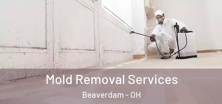  Mold Removal Services Beaverdam - OH