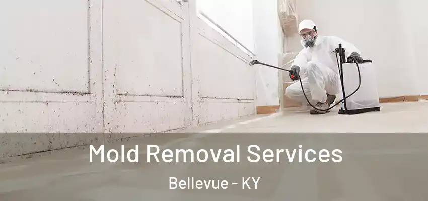 Mold Removal Services Bellevue - KY