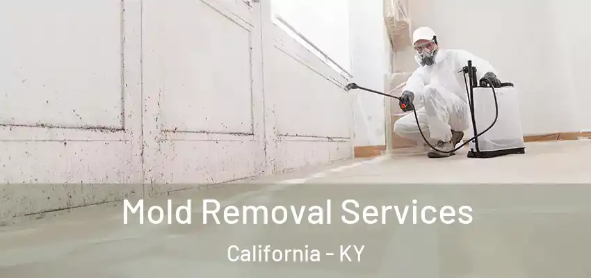  Mold Removal Services California - KY