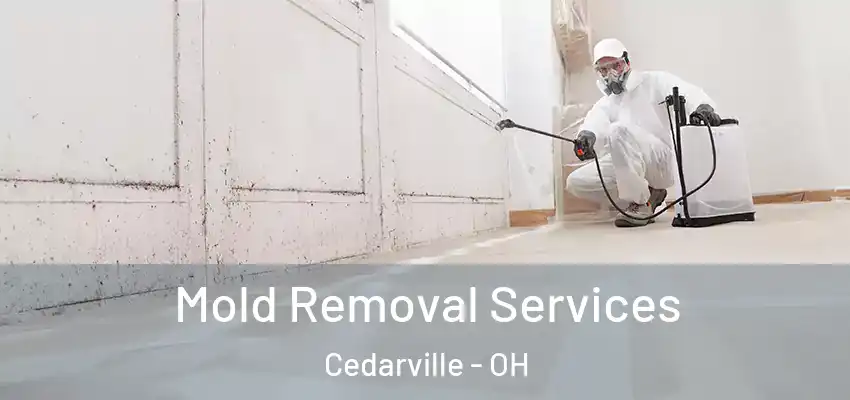  Mold Removal Services Cedarville - OH
